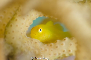 H I D I N G
Yellow hairy goby (Paragobiodon xanthosoma)
... by Irwin Ang 